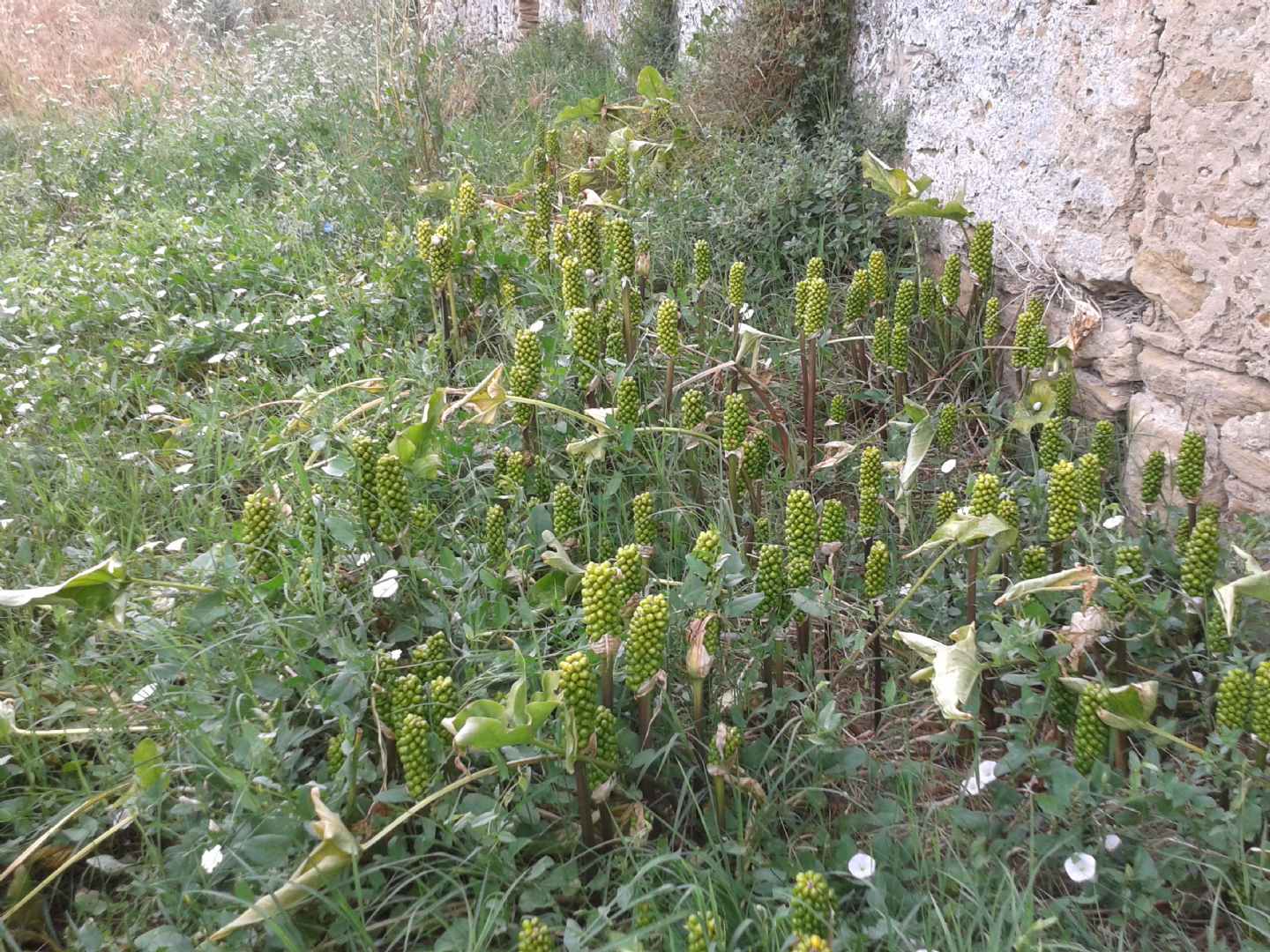 Arum italicum